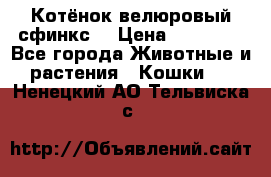 Котёнок велюровый сфинкс. › Цена ­ 15 000 - Все города Животные и растения » Кошки   . Ненецкий АО,Тельвиска с.